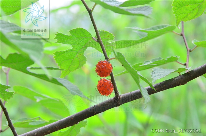 常见树种（贵州省）：018栎灌、油茶、火棘、铁仔、小檗、勾儿茶、马桑、车桑子、山苍子、楮