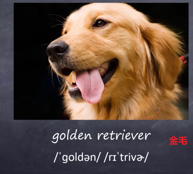 just buying random things-online,and-i got-a new dog named ethel