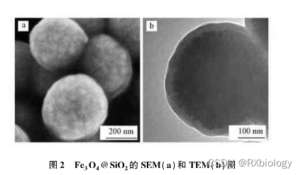 氨基化Fe3O4@SiO2-NH2,核壳Fe3O4@mSiO2-NH2,四氧化三铁纳米粒,粒径360nm_四氧化三鐵照sem-CSDN博客