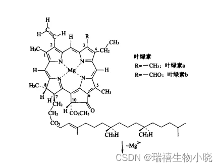 PPa-GO/NPs/PEG/DSPE焦脱镁叶绿酸-a修饰氧化石墨烯/纳米粒子/聚乙二醇/磷脂/细胞膜合成