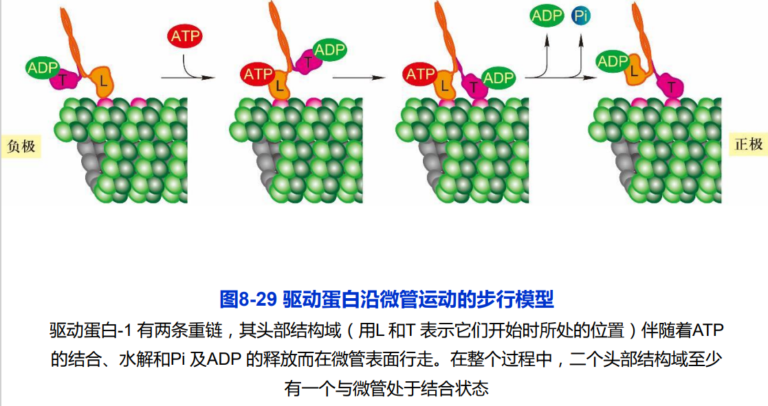 细胞生物学8-第八章-细胞骨架__玻璃晴朗_的博客-CSDN博客