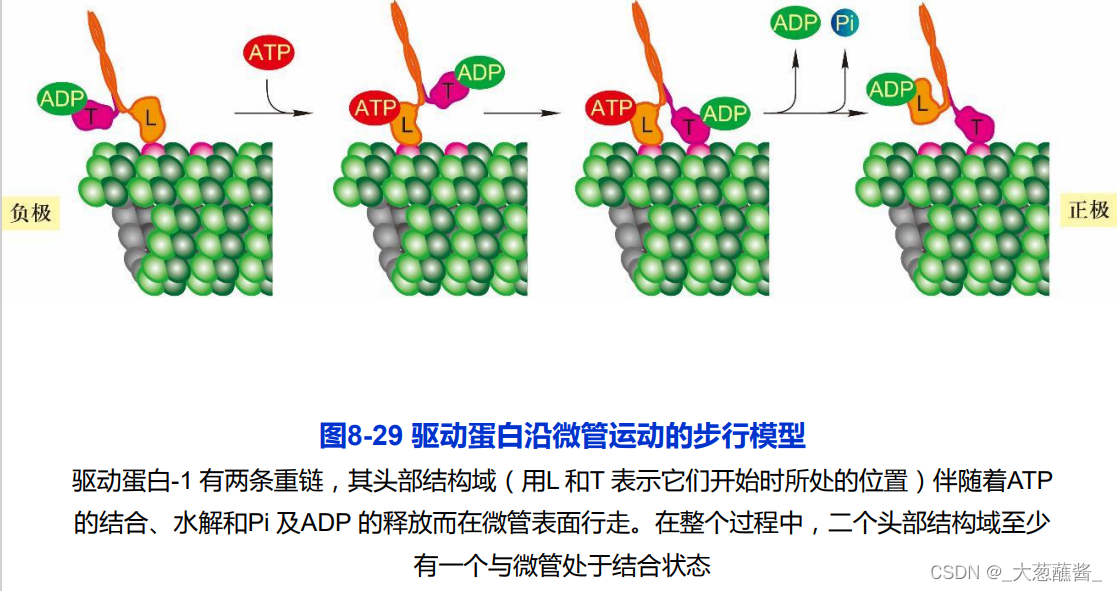 细胞生物学8-第八章-细胞骨架__玻璃晴朗_的博客-CSDN博客