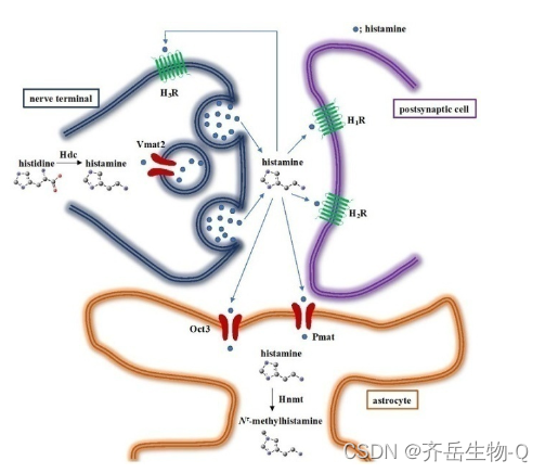 聚天冬氨酸-聚乙二醇-叶酸|PASP-PEG-FA