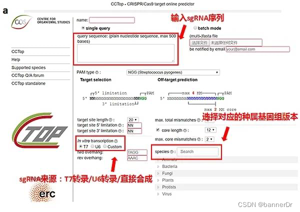 CCTop - CRISPR/Cas9 target online predictor