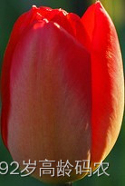 tulips_template