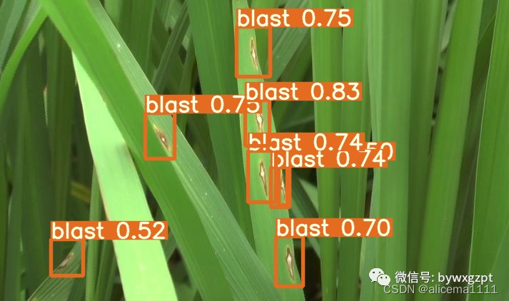 Python+Yolov5水稻病害侦测识别