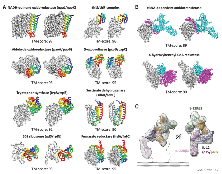 3-track网络预测蛋白质结构和相互作用