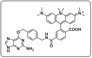 SiR650-BG/cas1418275-29-2/苄基鸟嘌呤修饰SiR650近红外染料-用于细胞的荧光标记