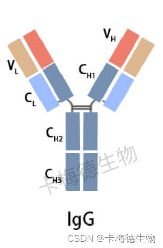 鼠IgG，兔IgG，绵羊IgG介绍