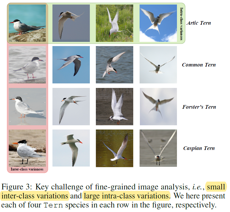 Fine-Grained Visual Classification (FGVC)-CSDN博客
