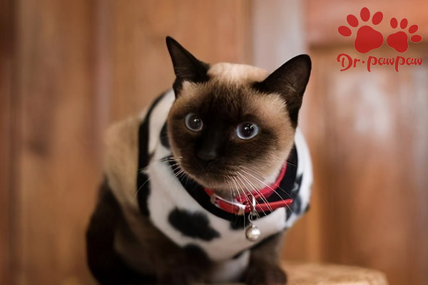 爪爪博士是干什么的猫咪感冒 处理办法很简单