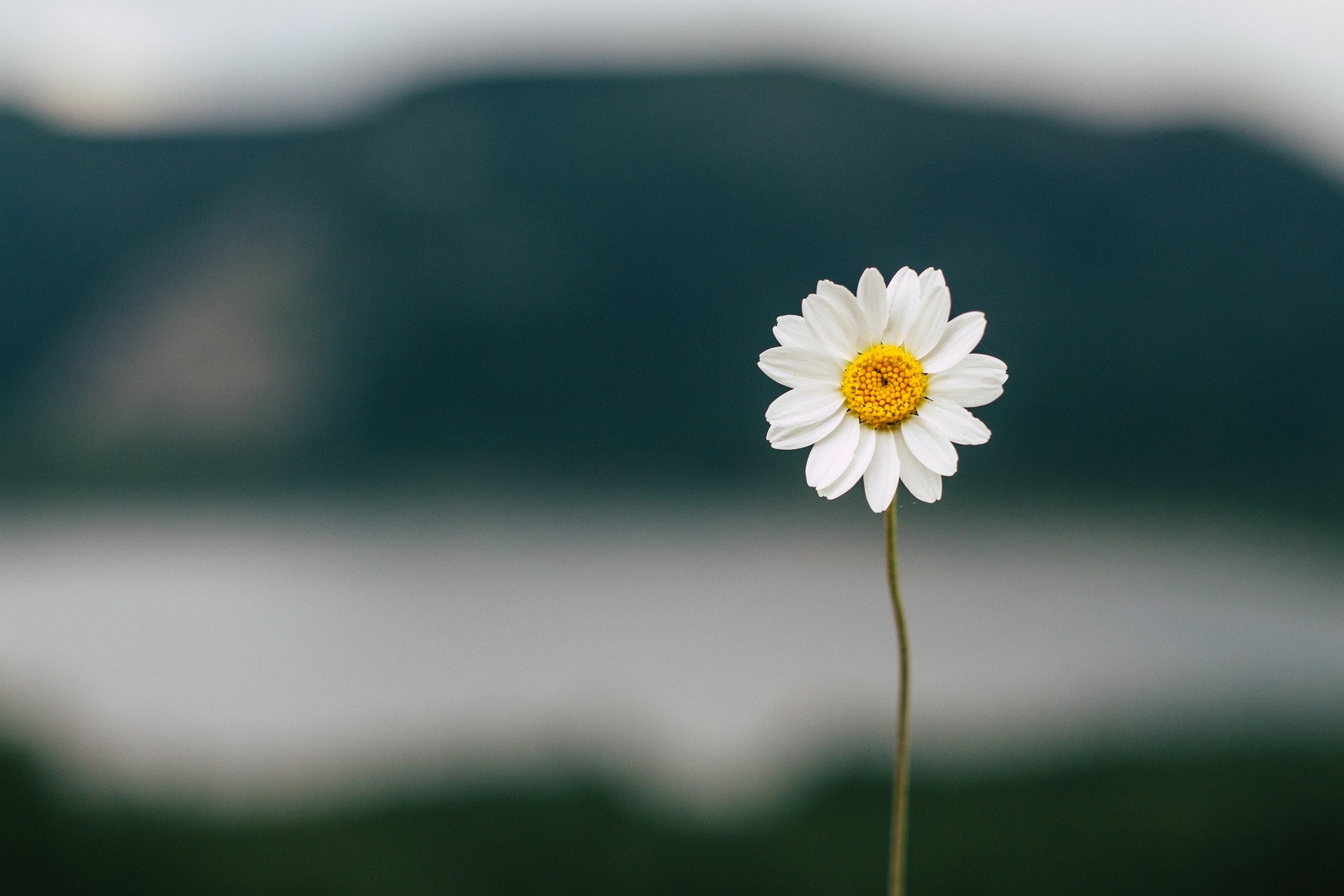 小花
