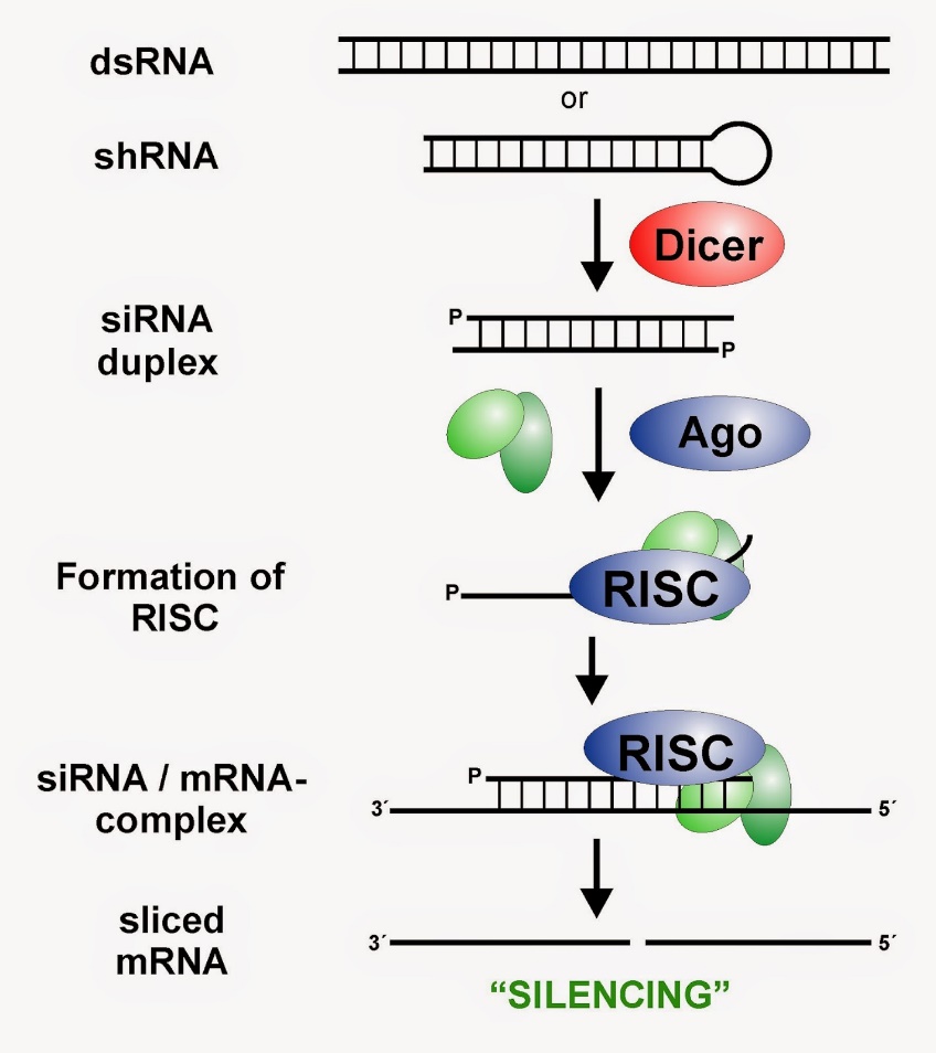【non-coding RNA】 非编码RNA有哪些？-CSDN博客