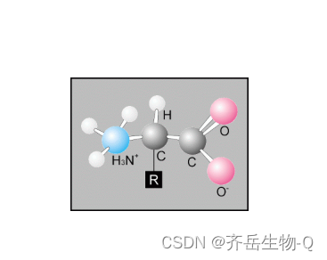 聚己内酯-聚天冬氨酸|PCL-PAsp