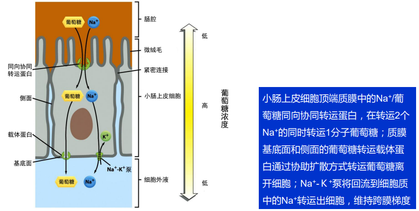 (三)主动运输(active transport)