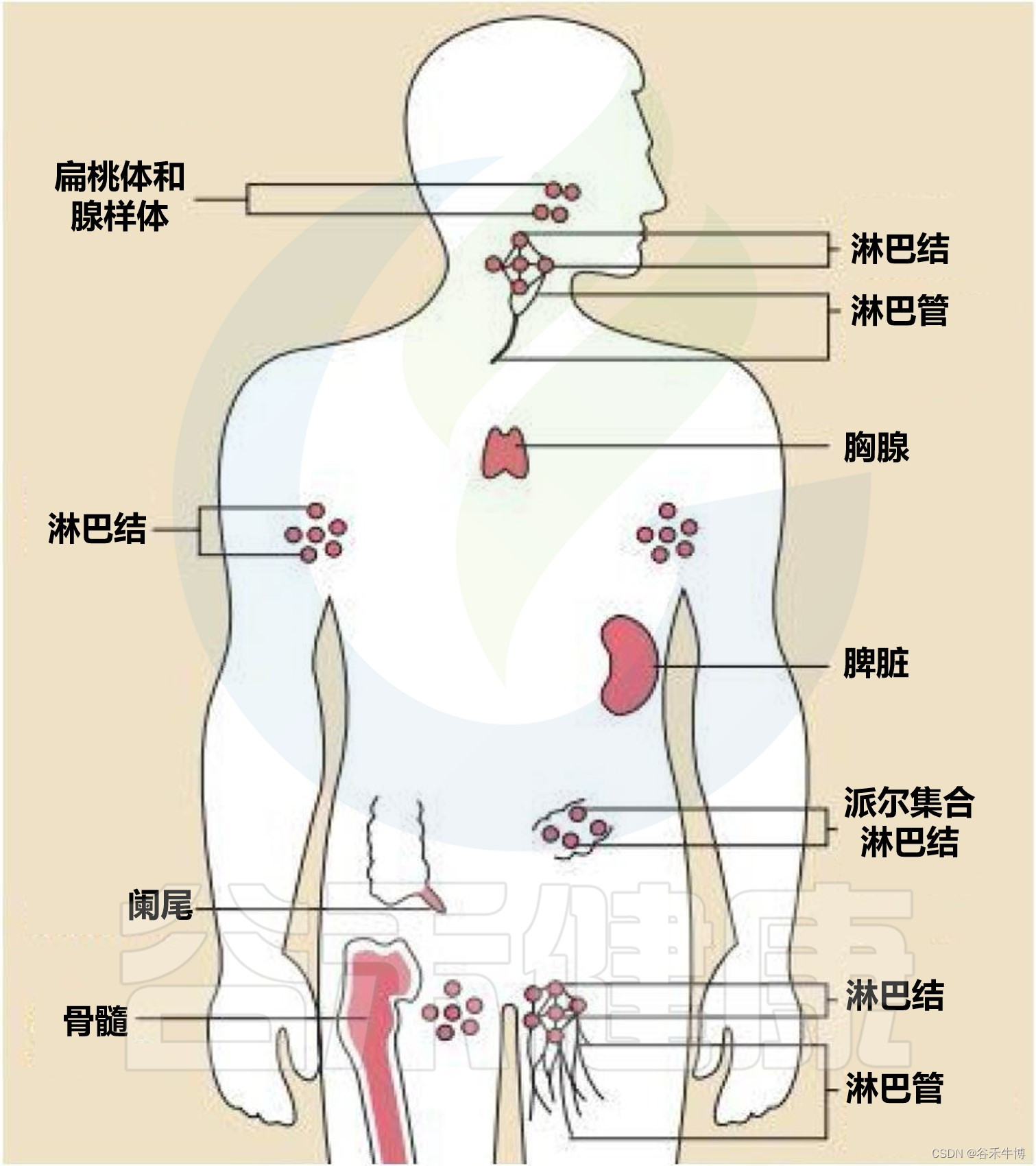 细胞免疫简图图片