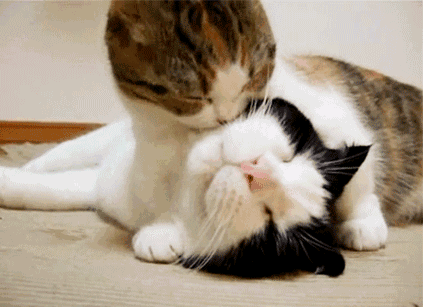 101f6bc2d6da4e5e81d00a973b942875.gif