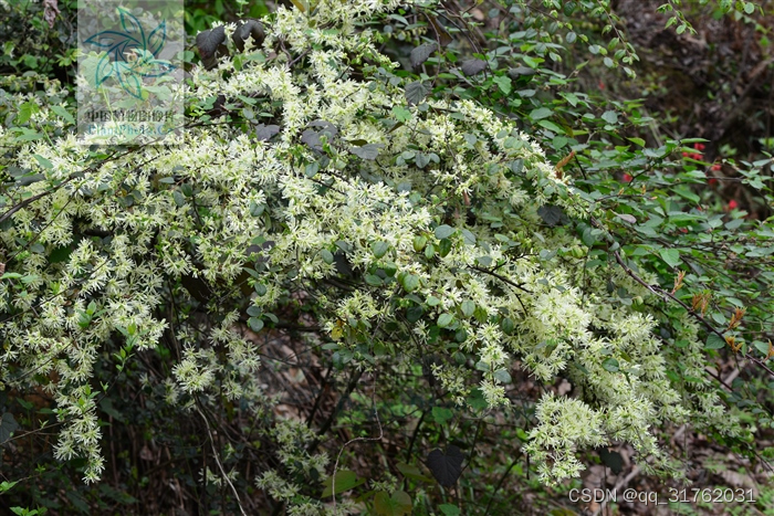 常见树种（贵州省）：019滇白珠、杜茎山、苍山越桔、黄背越桔、贵州毛柃、半齿柃、钝叶柃、细枝柃、细齿叶柃木、土蜜树、山矾、胡颓子、檵木