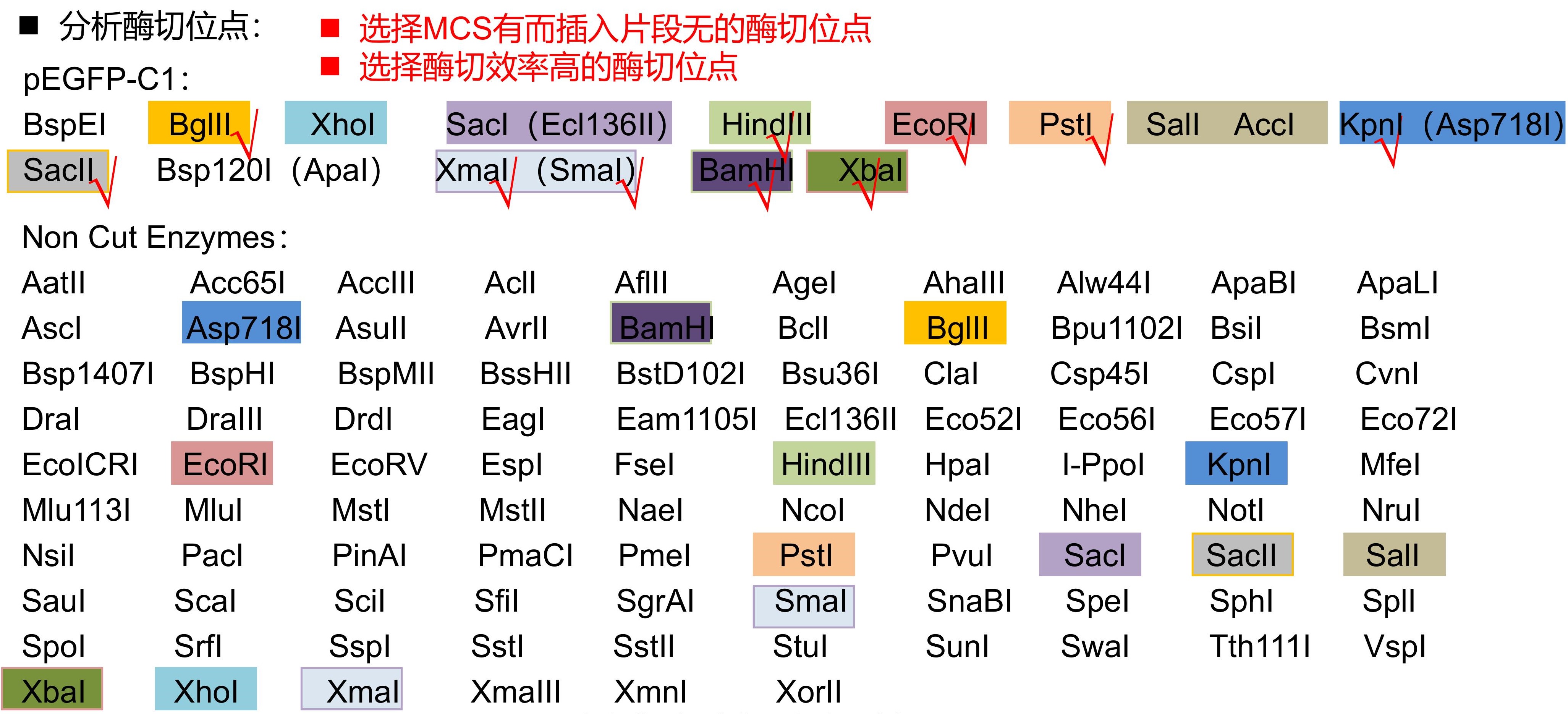 【实验技术笔记】融合基因   长片段基因   突变基因 表达载体构建