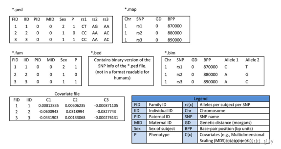 PLINK数据排布形式