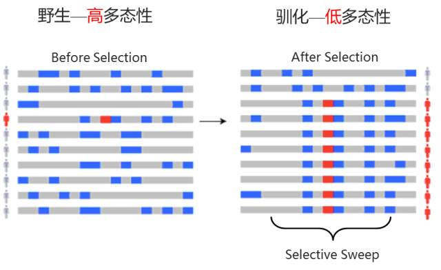 群体遗传学-选择消除分析_the Genomic Signature Of Dog Domestication Reveals-CSDN博客