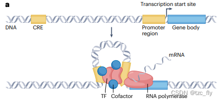 fig1a