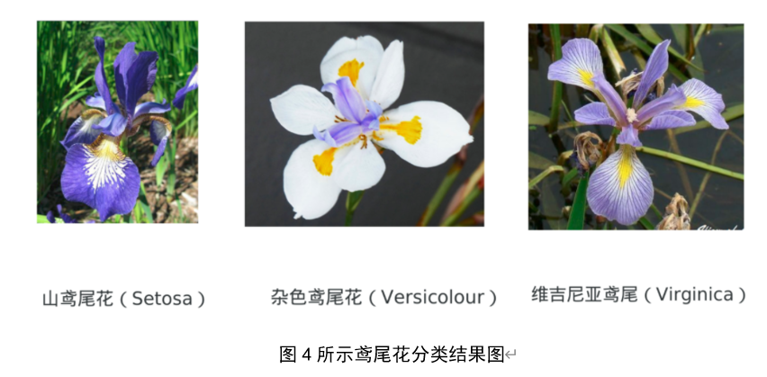 图4所示鸢尾花分类结果图