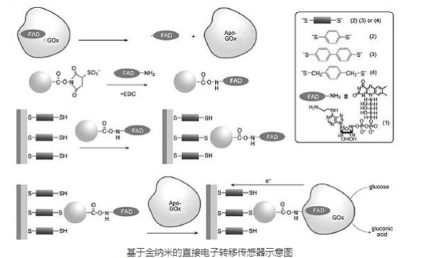 葡萄糖修饰金纳米粒子Glucose modified Gold Nanoparticles（粒径5nm/10nm/20nm/150nm）