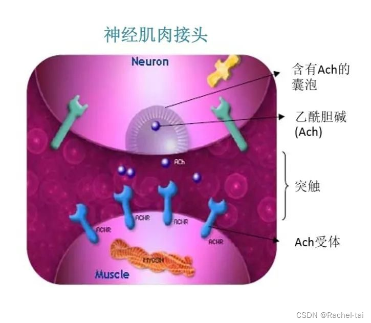 二肽二氨基丁酰苄基酰胺二乙酸盐/Dipeptide Diaminobutyroyl Benzylamide Diacetate/SYN-AKE