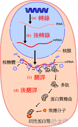 蛋白质合成的过程