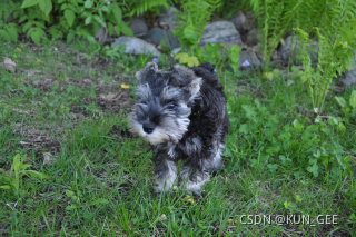 图1 puppy.bmp