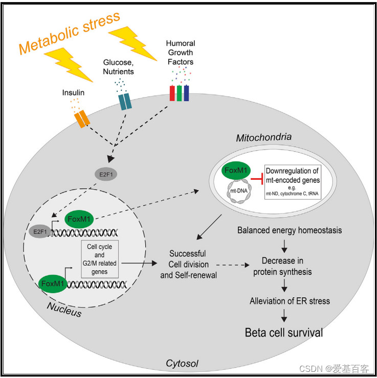 Cell Reports | 表观组学和单细胞测序揭示在急性应激条件下FoxM1协调β细胞亚群的细胞分裂、蛋白质合成和线粒体活性