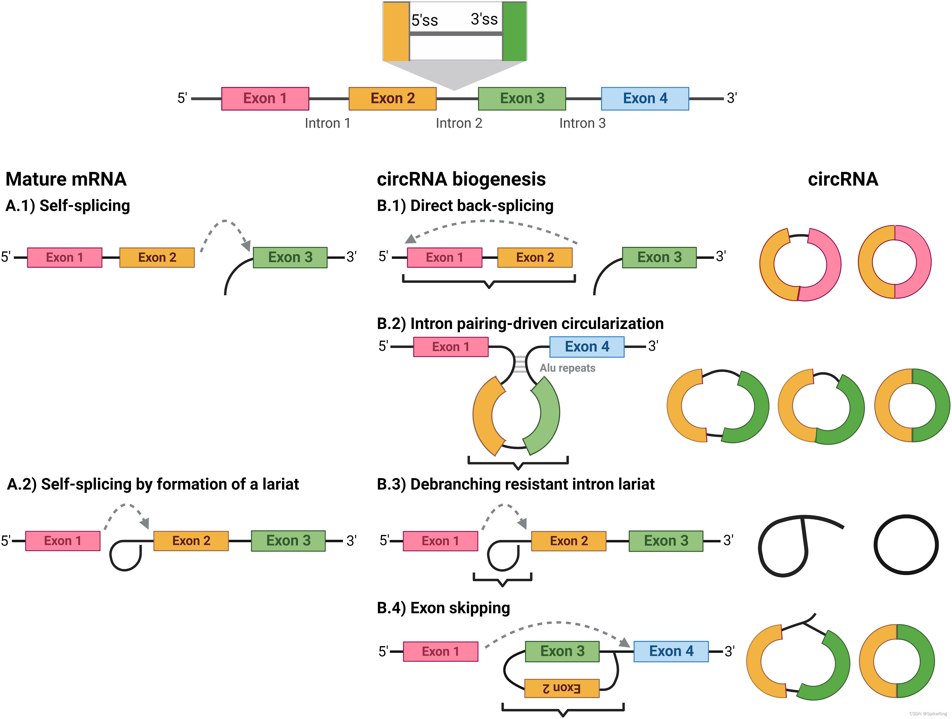 Biotech - 环状 mRNA 的 LNP 递送系统 与 成环框架