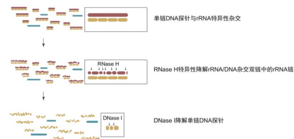 二代建库流程详解_dna建库-CSDN博客