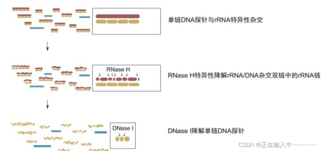 二代建库流程详解_dna建库-CSDN博客