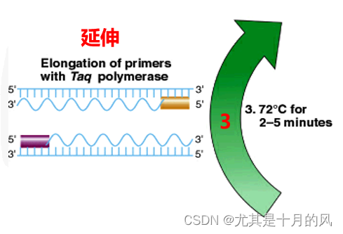 PCR技术_pcr低温复性-CSDN博客