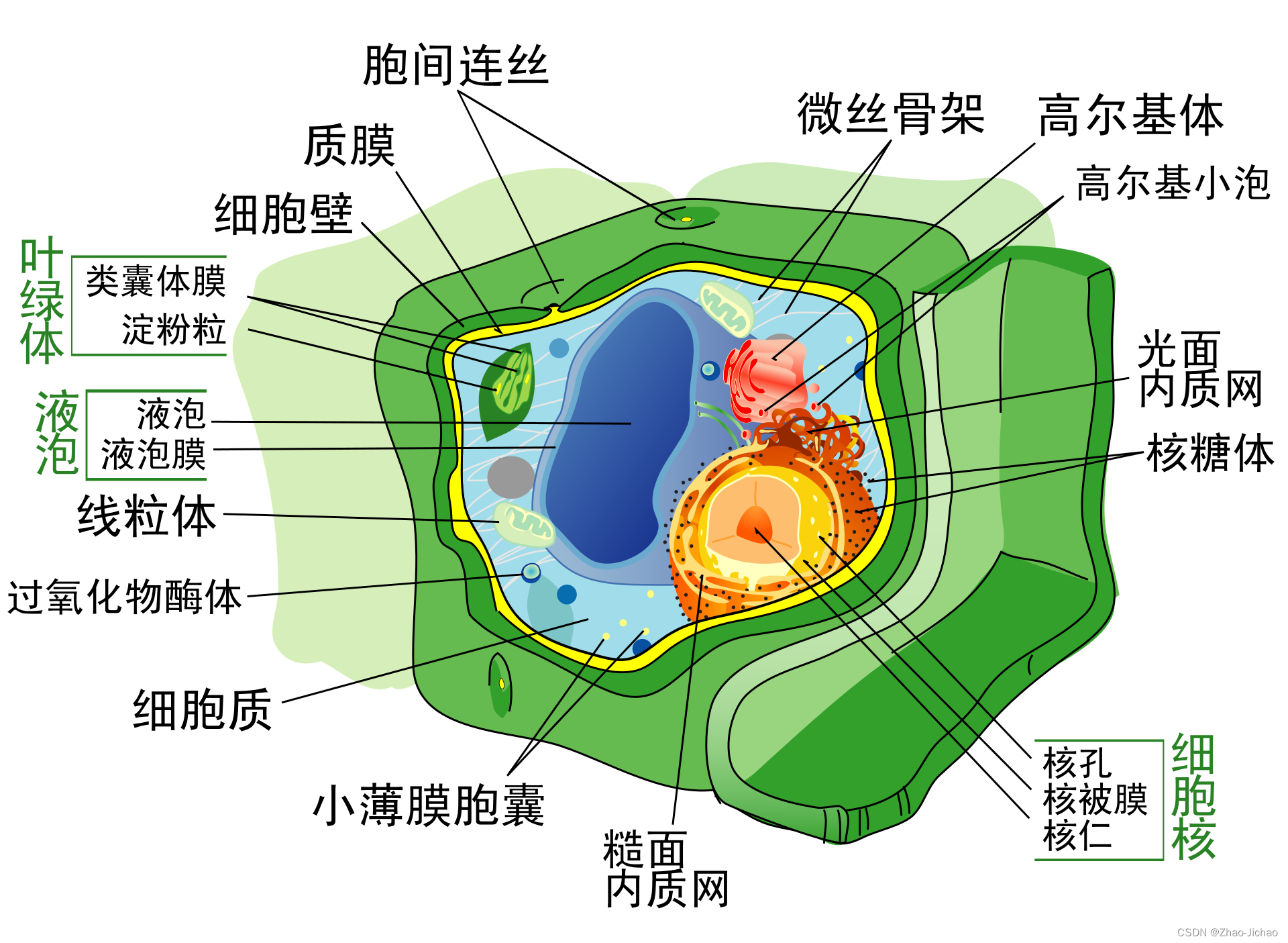 【Bio】基础生物学 - 细胞 cell