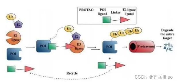 靶向嵌合体PEG-ethoxycarbonyl-propanoic/Dodecaethylene glycol