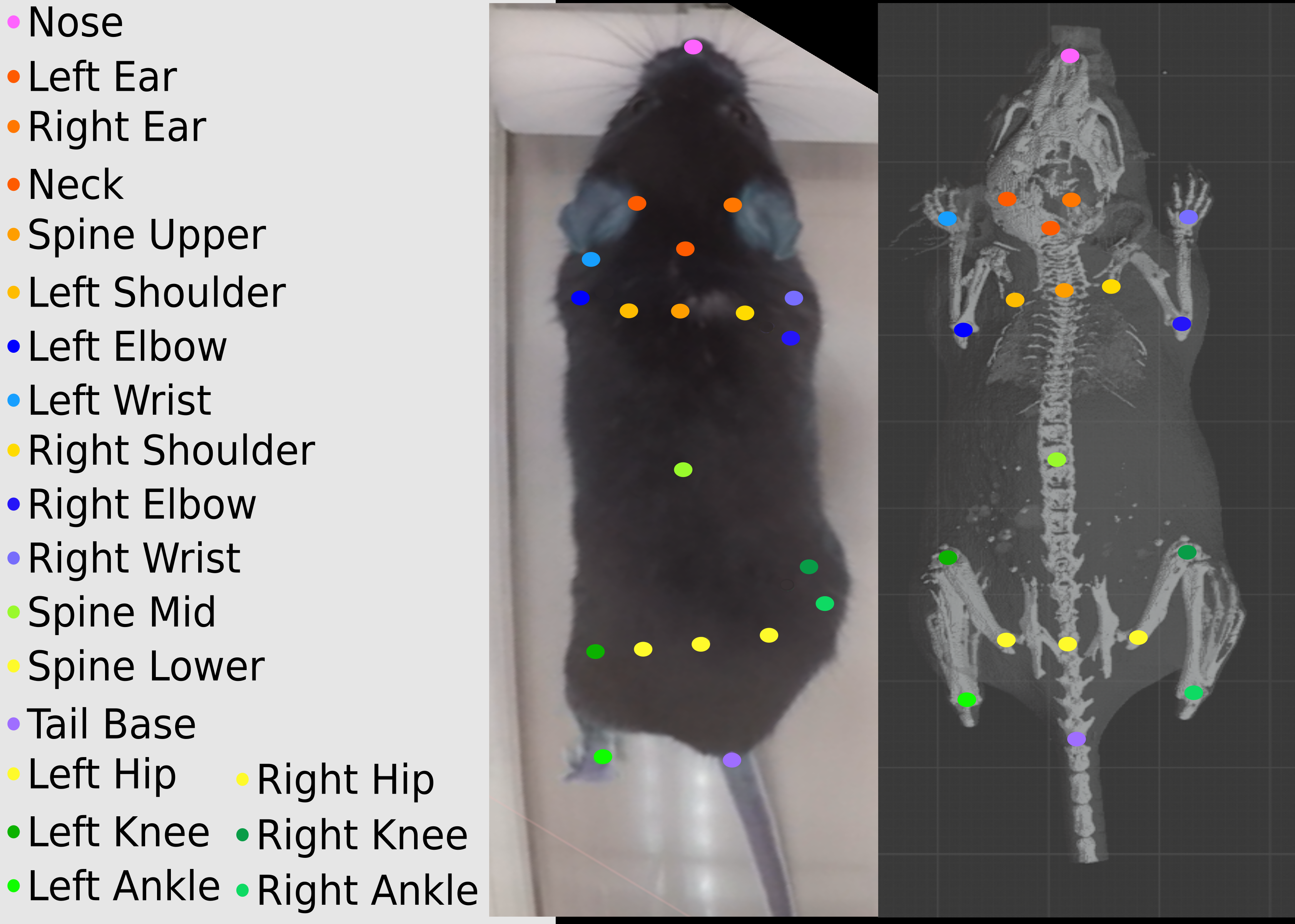 论文笔记--Optical Mouse: 3D Mouse Pose From Single-View Video_从单视角视频看x小鼠3D姿态