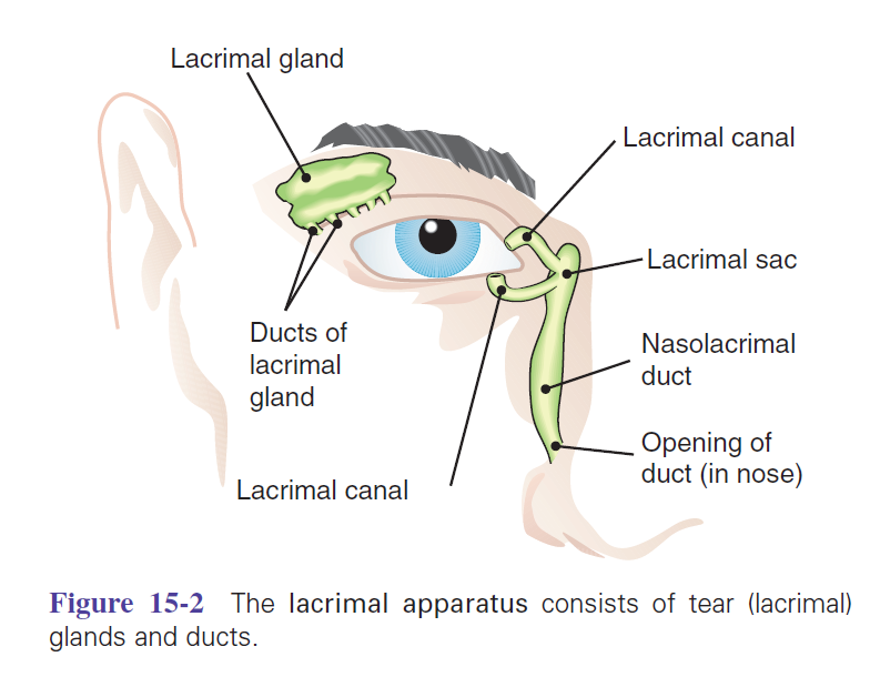 Structure and Function of Human Eye_sensory reception: human vision ...