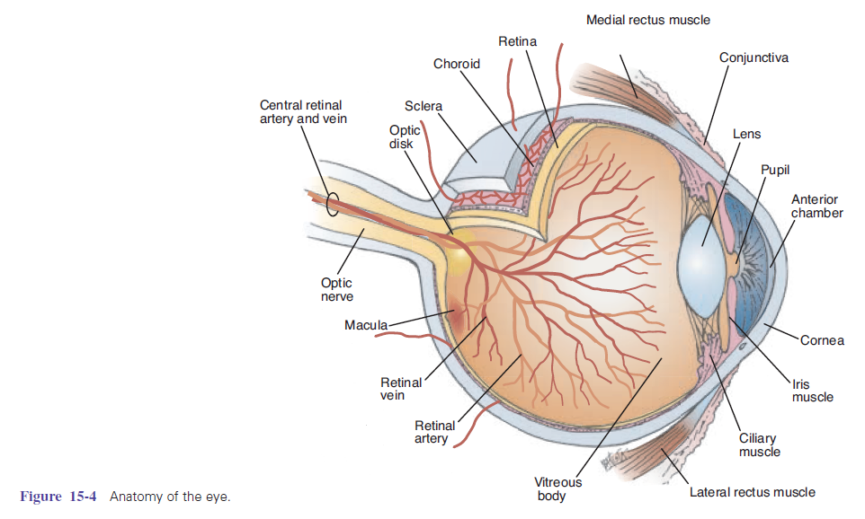 眼球立体剖面示意图图片