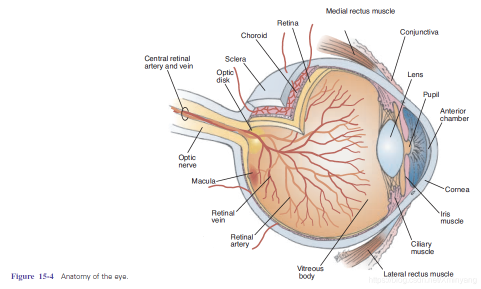 Figure 15-4 Anatomy of the eye.png