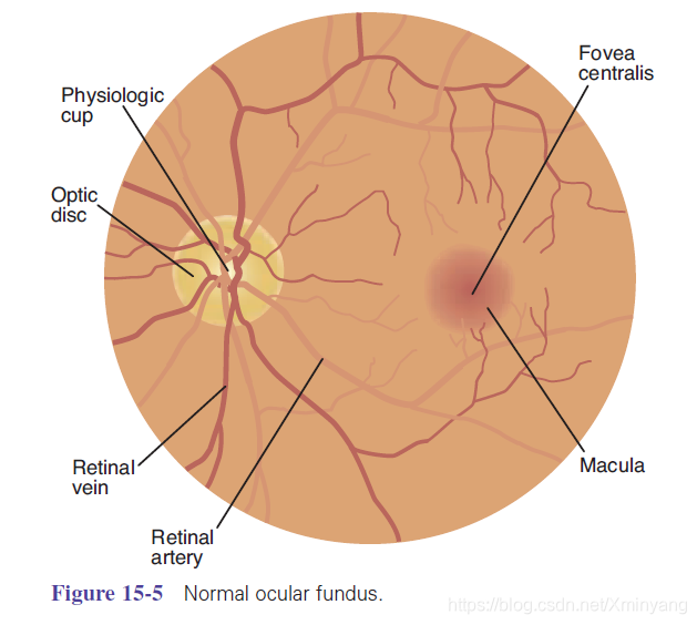 Figure 15-5 Normal ocular fundus.png