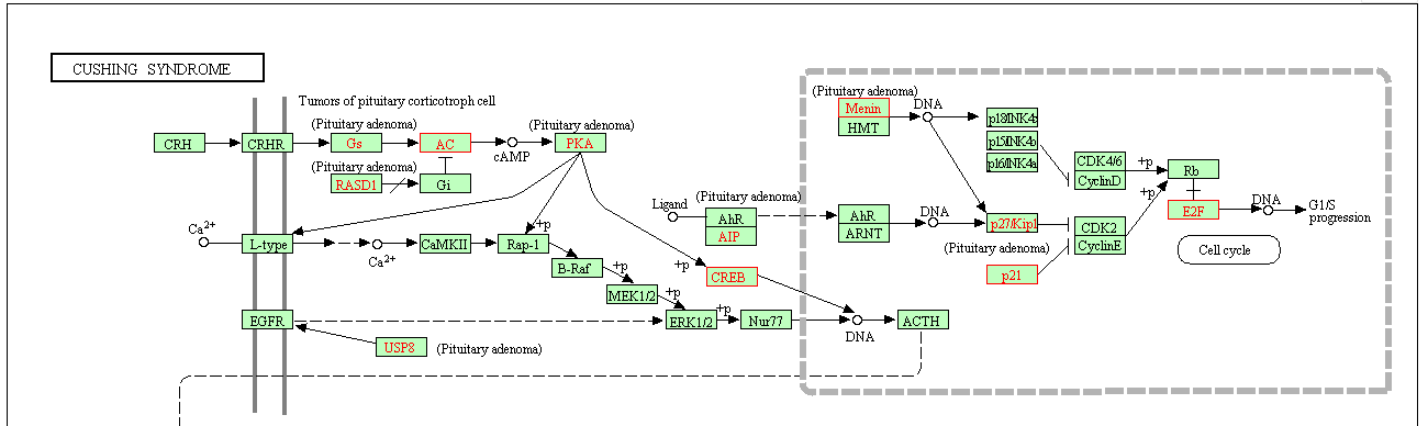 使用clusterprofiler进行kegg富集分析