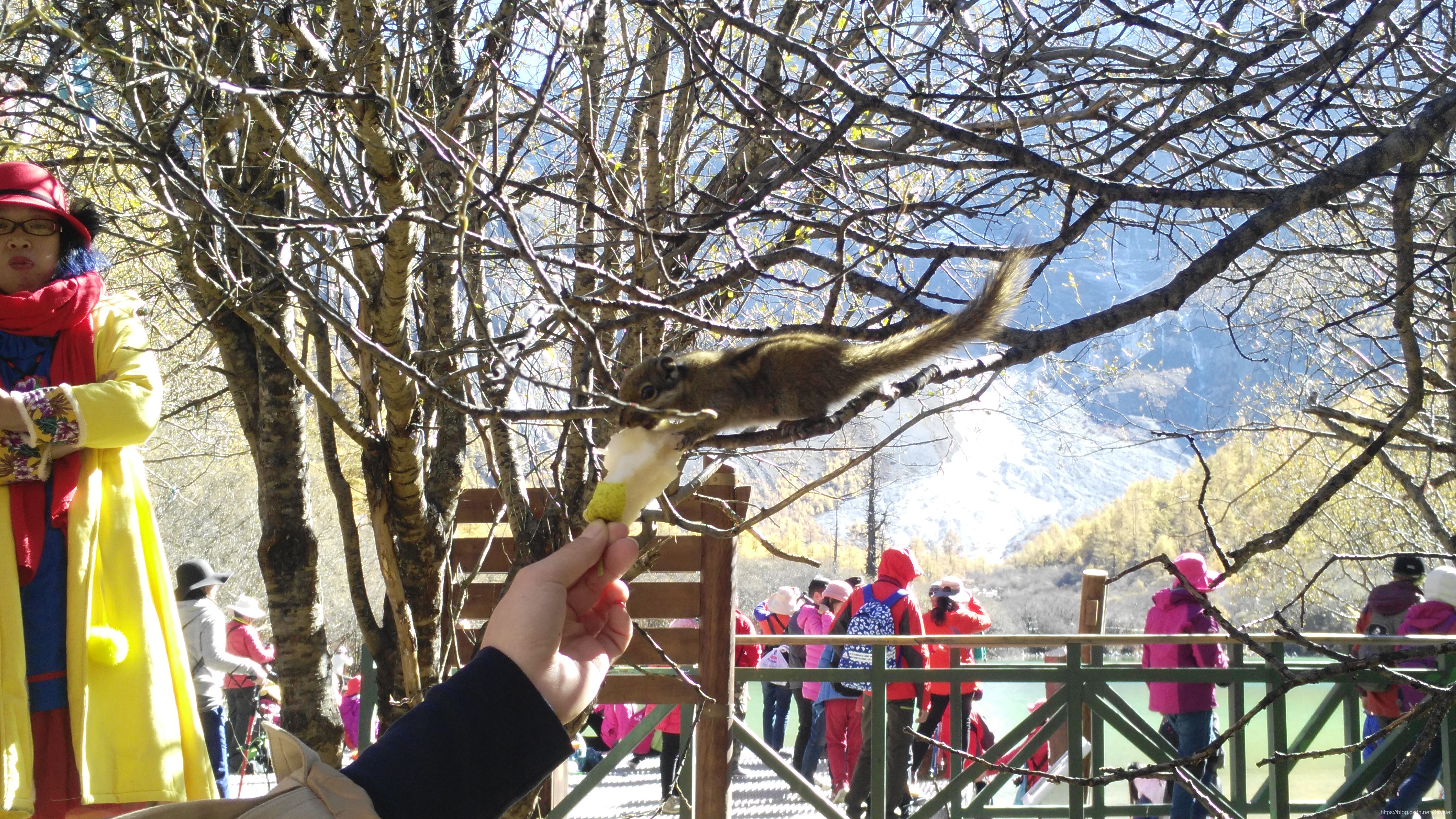 被雪梨吸引的小松鼠