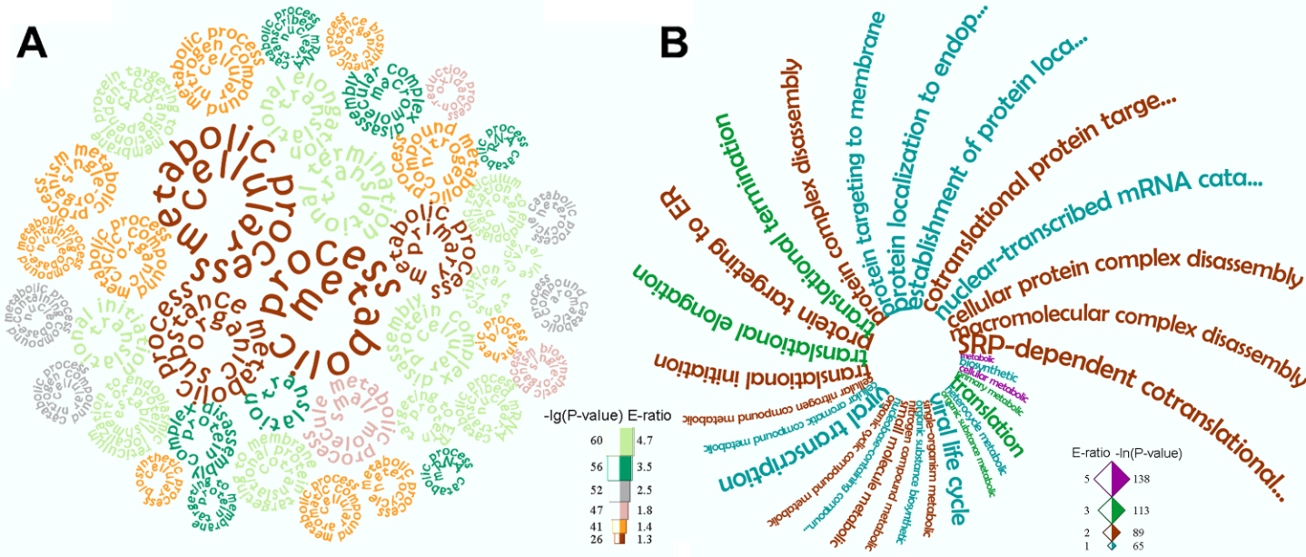 WocEA——集富集分析 (Go enrichment analysis)，词频统计以及词云（Word Cloud）可视化于一体的软件_富集 ...