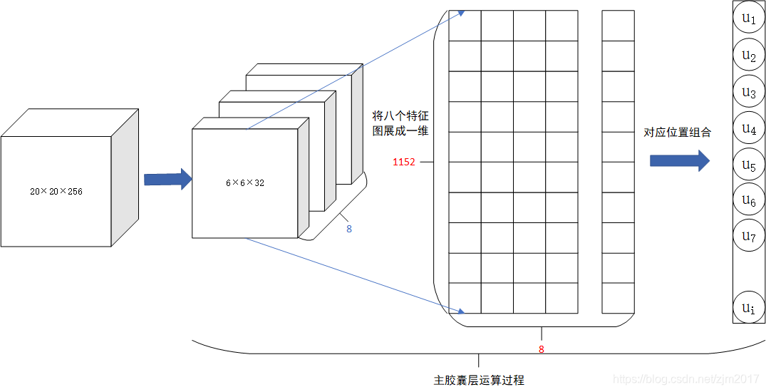 主胶囊层理解