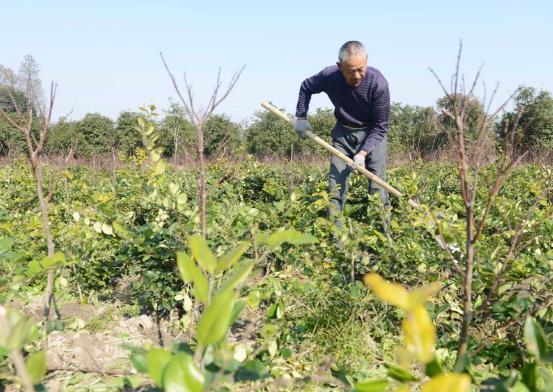 种植苗木基地，村官靠这个成为致富好能手