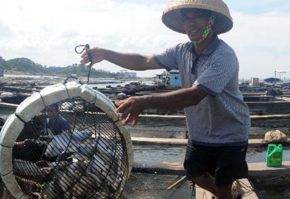 他高瞻遠矚放棄收購生意，投身金鯧魚養殖，年產值達1.3億