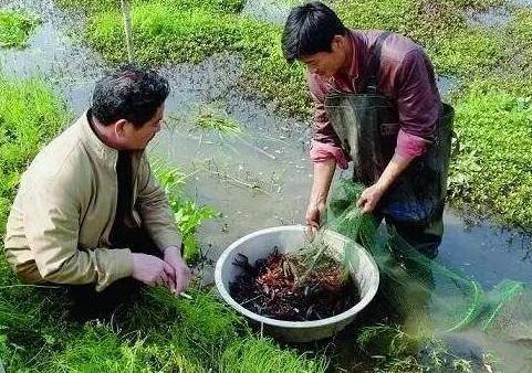 农户养殖绿色水产品，带领村民走上脱贫致富道路